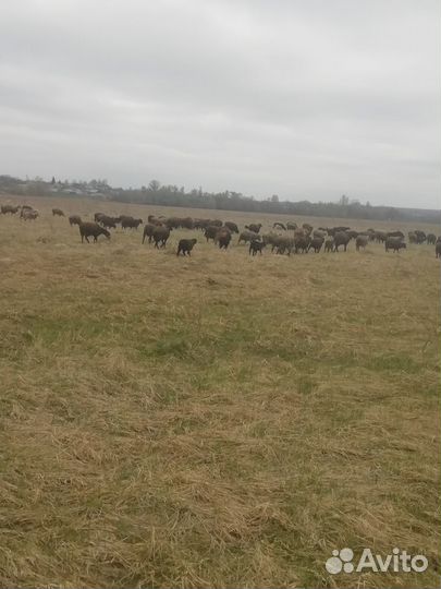 Пастух скотник с проживанием