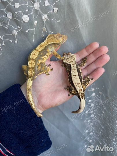 Ответственная передержка для животных, рептилий