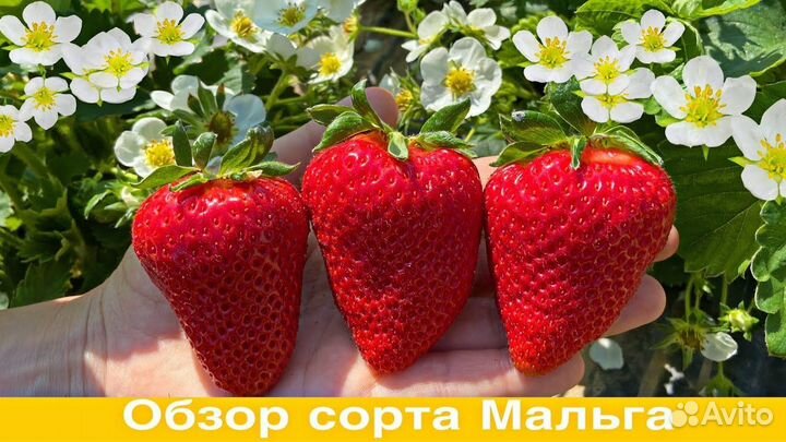 Рассада клубники Мальга