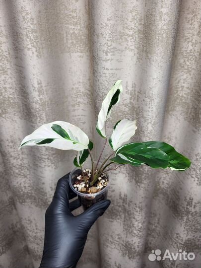 Калатея white fusion