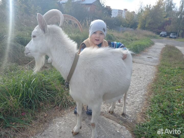 Коза дойная