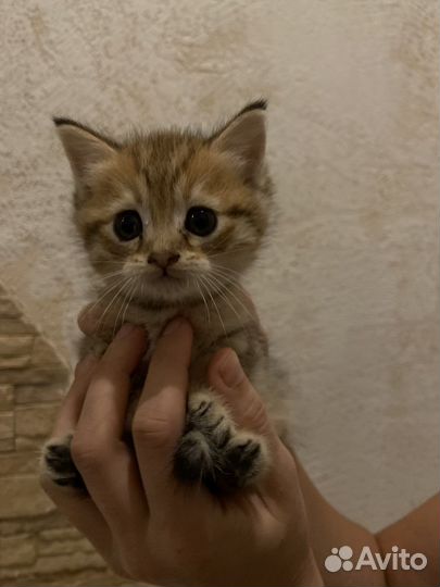 Котята