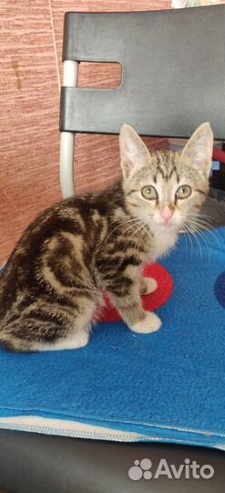 Котенок в добрые руки