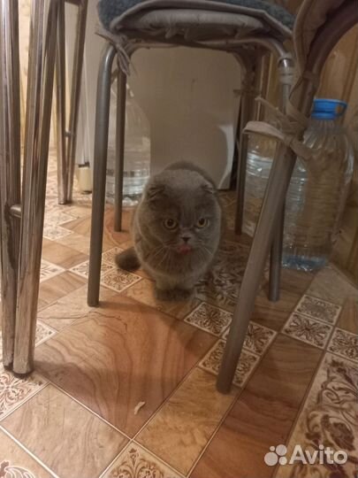 Кошка в добрые руки