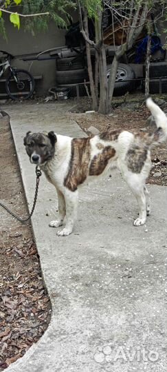 Собака Алабай сука