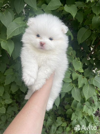 Померанский шпиц