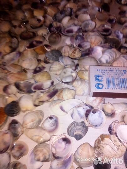 Мелкая морская ракушка