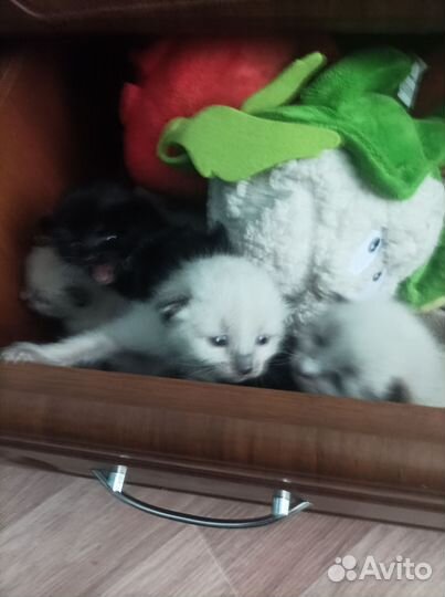 Сиамские котята