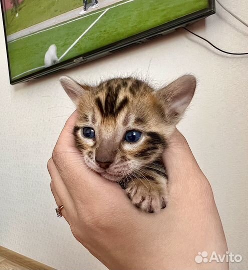 Бенгальские котята