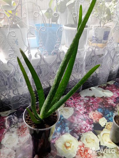 Комнатные цветы