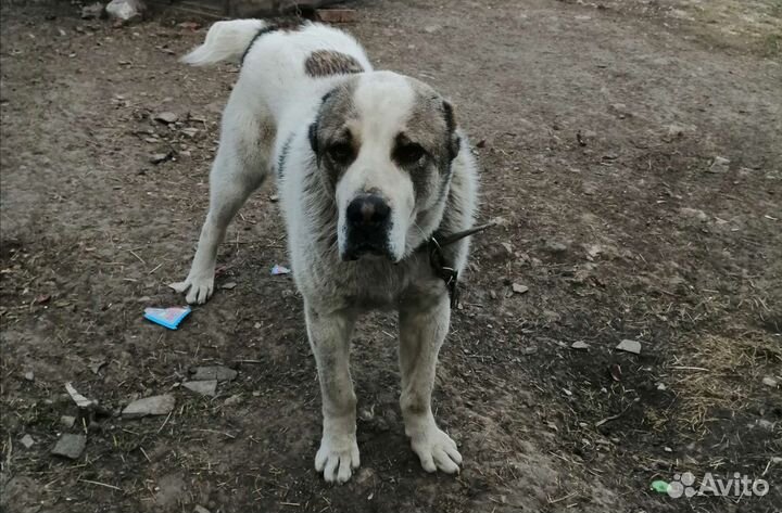 Среднеазиатская овчарка алабай вязка
