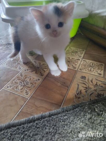 Кошка в дар