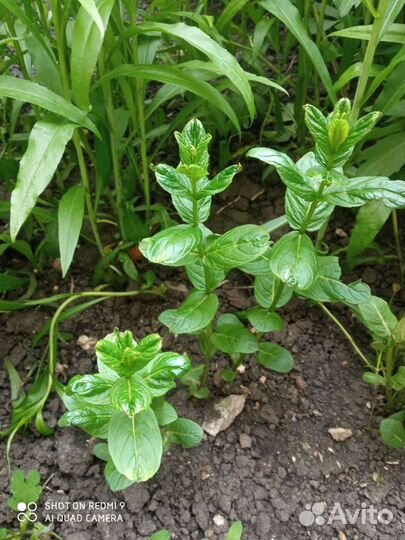 Мята ментоловая, мелисса лимонная