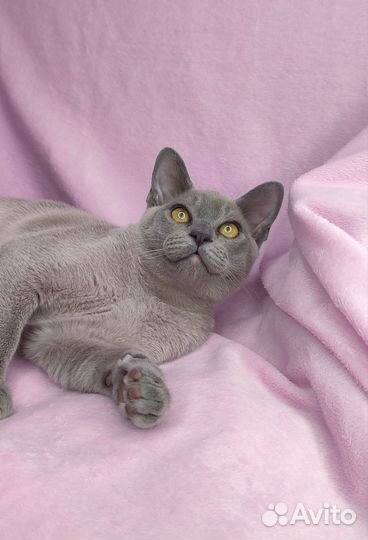 Очаровательный мальчик