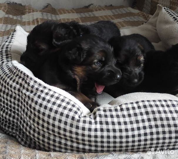 Щенки немецкой овчарки длинношерстной