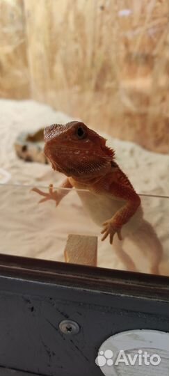 Бородатая агама