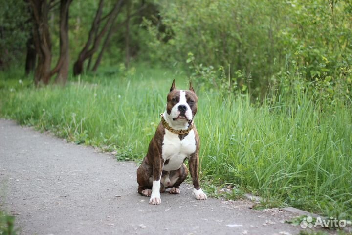 Собака стаффордширский терьер для фотосессии