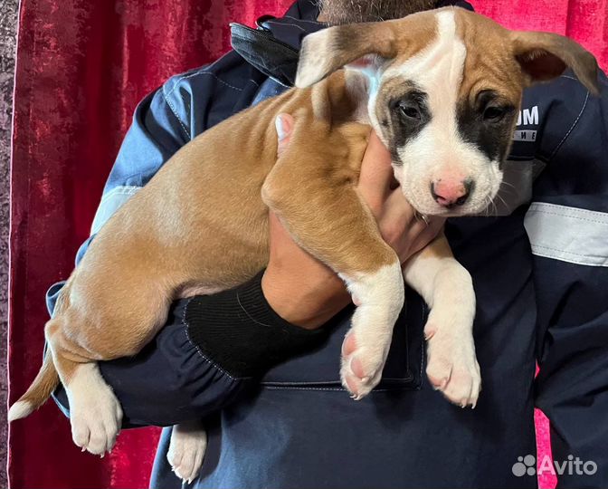 Стаффордширский терьер