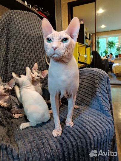 Донской сфинкс