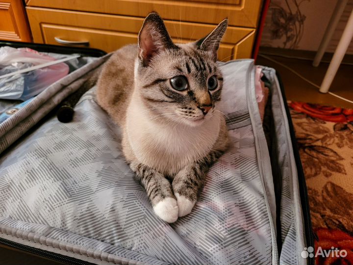 Отдам в добрые руки