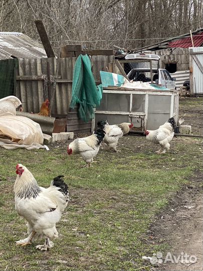 Петухи Брама