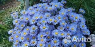 Фиолетовые многолетники