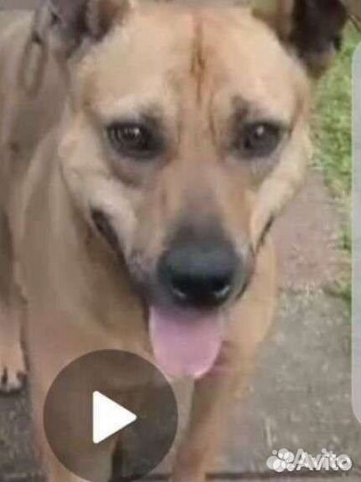 Вязка стаффордширский терьер