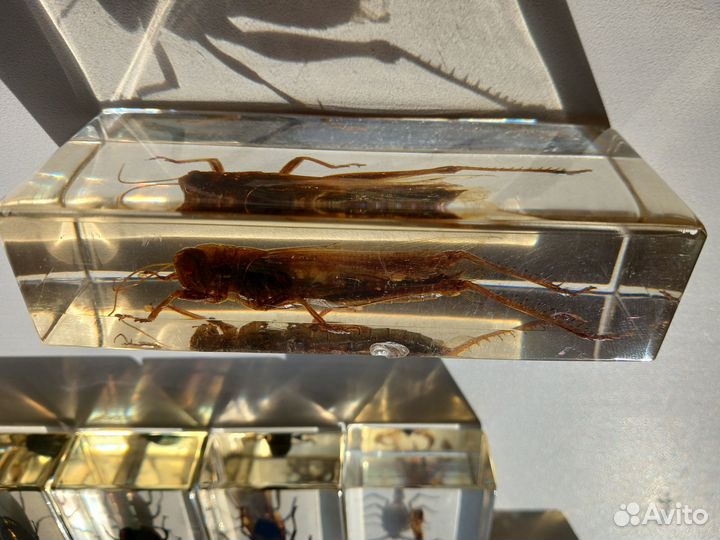 Журнал настоящие насекомые и их знакомые Deagosti