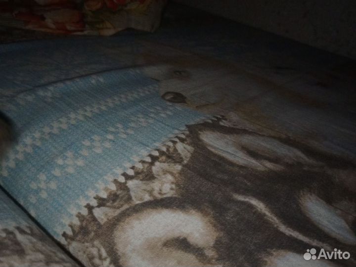 Хомяки джунгарские