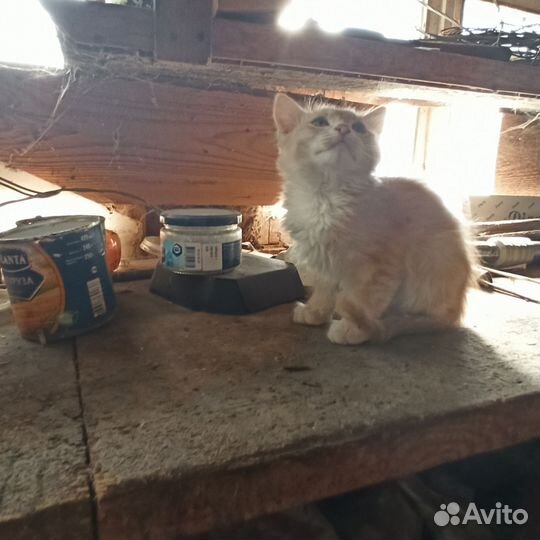 Котята (мать крыселовка)