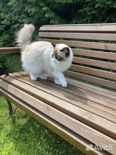 Кошки рэгдолл