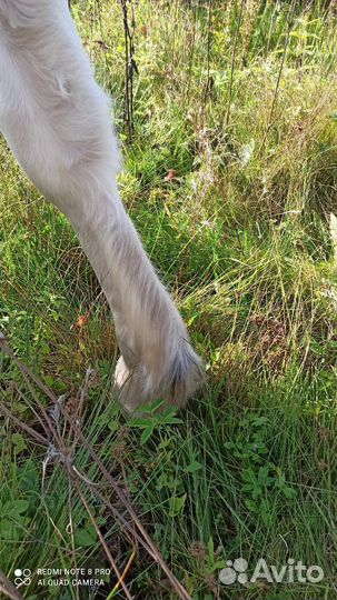 Лошади пони жеребята