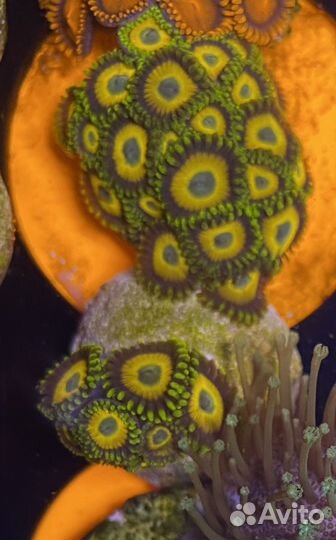 Кораллы для начинающих