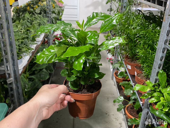 Кофе арабика растение