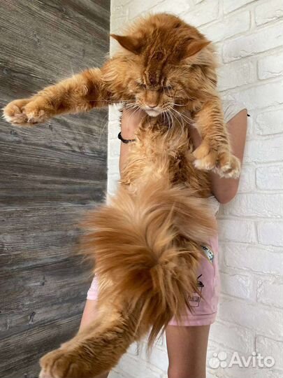 Мейн-кун полидакт вязка