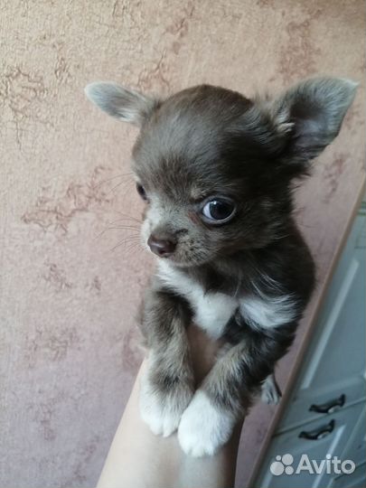 Чихуахуа мини