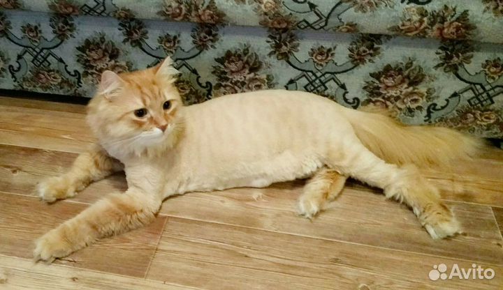 Стрижка кошек и котов на дому. Все р-ны С-Пб