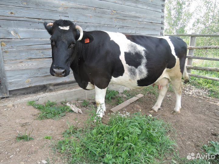 Корова дойная