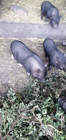 Вьетнамск вислобрюхий поросенок