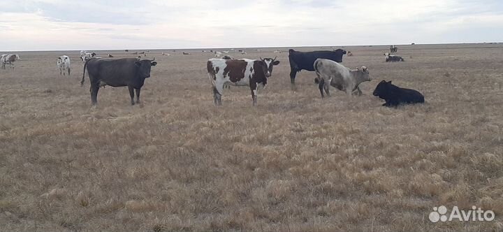 Коровы бычки тёлки