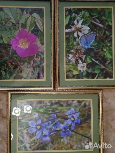 Картина. Декор для стен. Фото. Байкал