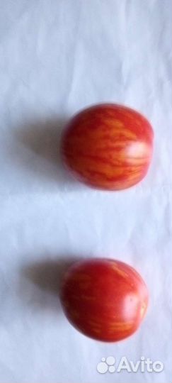 Томат коллекционный сорт 