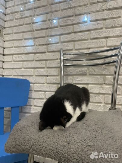Кошка в дар бесплатно