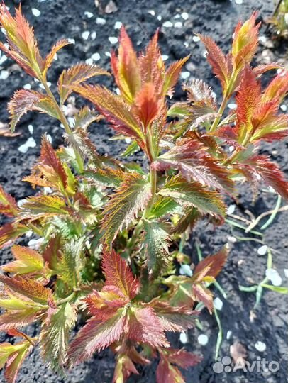 Редкий вид ежемалины Тайберри. Спирея