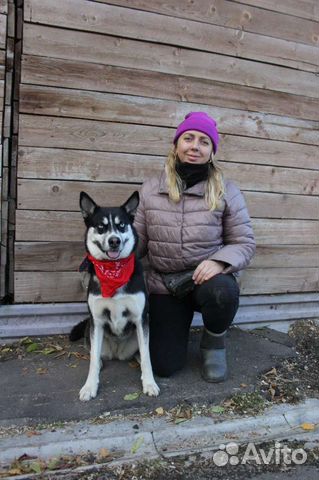 Хаски Эсми плачет в приюте