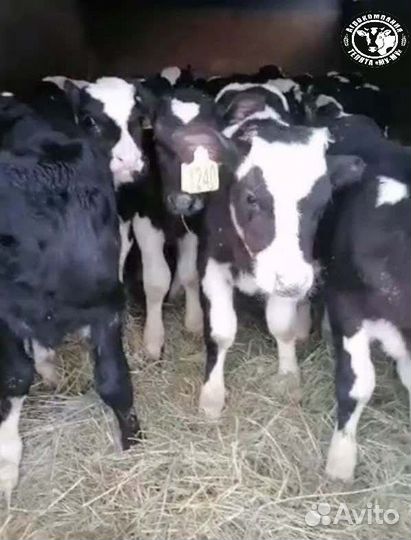 Телята бычки