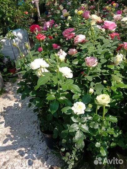 Кустовые розы саженцы