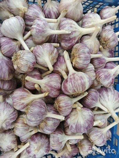 Продам чеснок