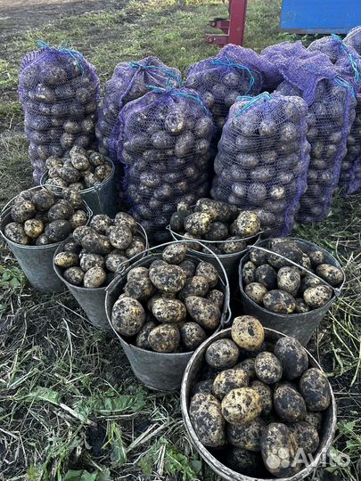 Продам картофель Королева Анна