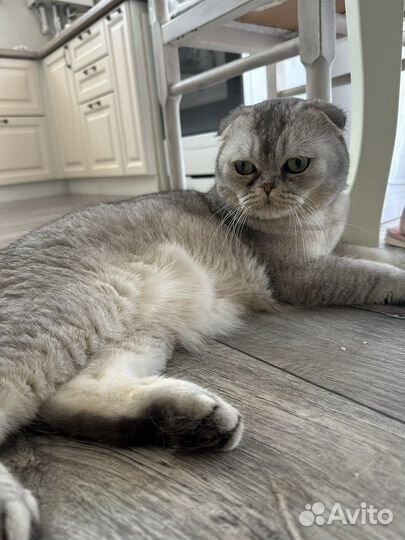 Шотландский вислоухий кот
